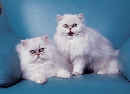 1459848434699148.jpg 金吉拉猫咪.jpg