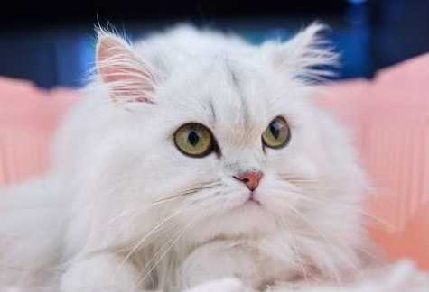 1464343593474323.jpg 金吉拉猫.jpg