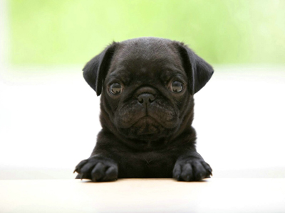 1465798967826572.jpg animal_hd_fun_animals_1920x1200_1867_3.jpg