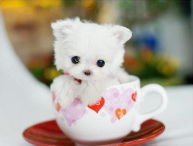 茶杯贵宾.jpg