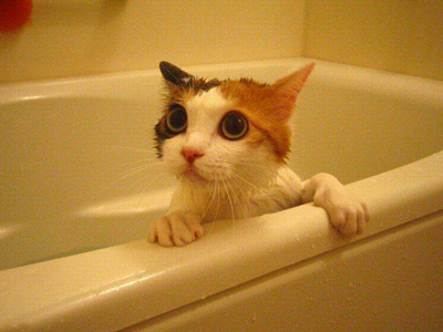 1469518735566949.jpg 猫咪洗澡.jpg