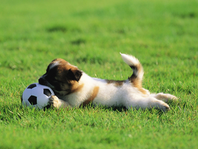 1469689246308816.jpg animal_mx069_pretty_puppies_puppy_garden_adventure_15239_18.jpg