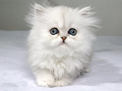 1471251229203074.jpg 波斯猫1.jpg
