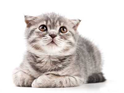1473147484540772.jpg 猫咪.jpg