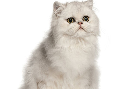 1476336798104030.jpg 波斯猫4.jpg
