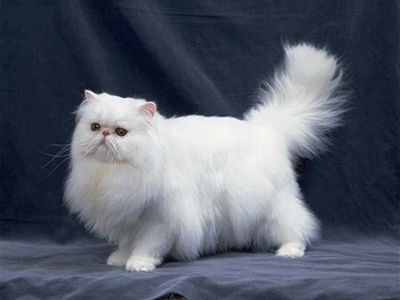 1481694469227648.png 波斯猫.png