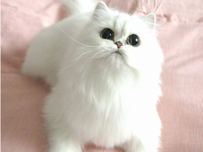 1482731769780200.png 波斯猫咪.png