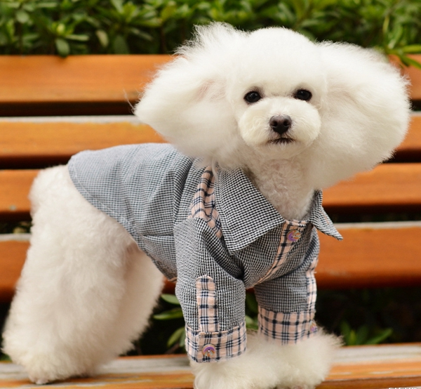 泰迪犬 (8).jpg