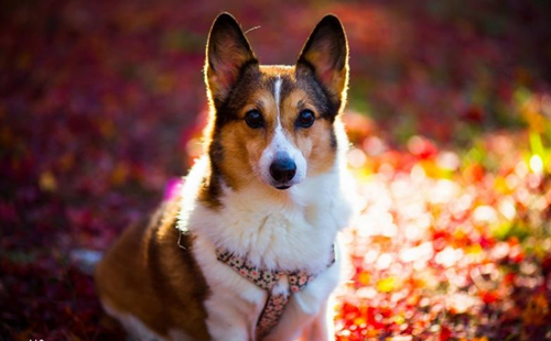 1488868720424838.png 狗狗 (19).png
