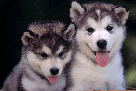 1498462353493198.gif dzsxvdfg.gif
