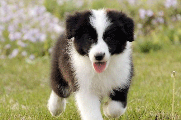 1515986982224612.gif kljjjuo.gif